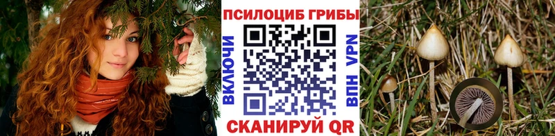 Псилоцибиновые грибы прущие грибы  Краснодар 